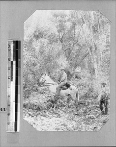 Wood near Enon, Enon, South Africa