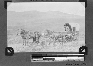 Man on a carriage with four horses, South Africa, 1894