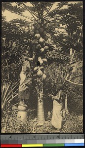 Picking papayas, Congo, ca.1920-1940