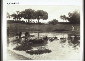 "Fetching water from a pool in India."