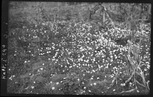 Little flowers, Mozambique, ca. 1933-1939
