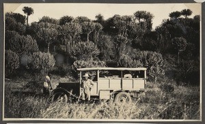 Camp near euphorbia grove, Tanzania, ca.1930-1940