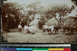Missionary taking a ride in a wagon by oxen, South Africa, (s.d.)