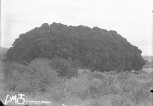 Wonderboom, Pretoria, South Africa, ca. 1896-1911