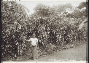 Vanilla Plantation in the Botanical Garden in Victoria, Cameroon