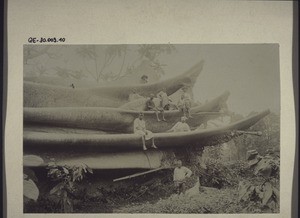 A silk-cotton-tree has been cut down between Buea and Bombe, Cameroon