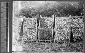 Silk cocoons outdoors, Guangzhou, Guangdong, China, 1926