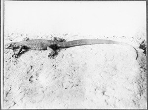 Lizard, Tanzania, ca. 1911-1914