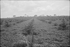 A young coconut plantation