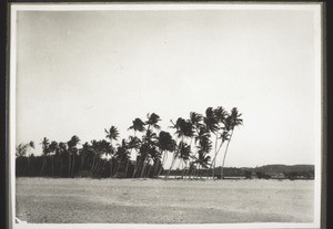 Mangalore. Palms and fishermens' huts on the shore (behind the first palms a stretch of inland water)