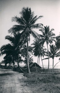 Palm trees and huts in Madagascar