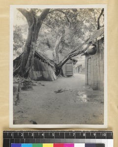 Banyan trees and houses, Chaozhou, China, 1911