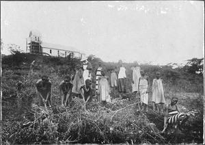 Boarding school girls during field work, Mamba, Tanzania, ca.1900-1912