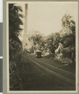 Palm forest, Eastern province, Kenya, ca.1924