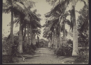 Government gardens in Aburi