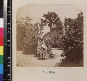 Man standing under fan palm, Queen's Country-house, Mahazoarivo, Madagascar, ca.1865-1885