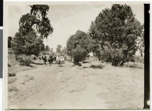 Caravan between Adis Abeba and Ayra, Ethiopia, ca.1928