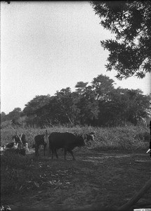 Cattle, Makulane, Mozambique, ca. 1901-1907