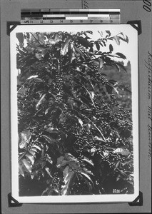 Coffee cherries, Nyasa, Tanzania, ca. 1898-1914