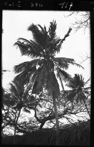 Coconut palm, Beira, Mozambique, ca. 1940-1950