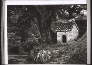 Feldtempel unter Geisterbaum