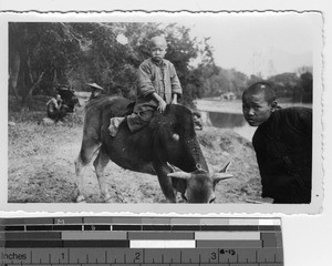 A boy riding a water buffalo at Luoding, China, 1936