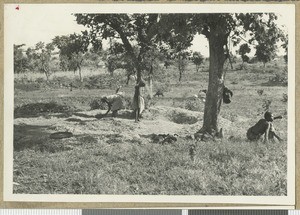 Separating the wheat from the chaff, Chogoria, Kenya, ca.1953