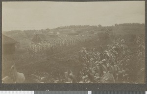 Yaws camp, Tumutumu, Kenya, ca.1920