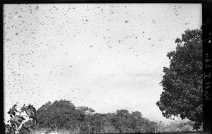 Grasshopper swarm, Mozambique, ca. 1933-1939