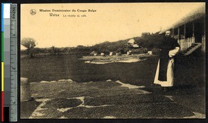 Missionary father stands near a harvest of coffee beans, Watsa, Congo, ca.1900-1930