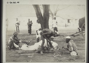 "Indian way of shoeing oxen."