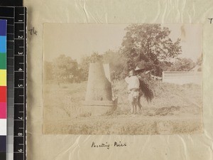 A Chinese labourer threshing rice, Fujian province, China, ca. 1888-1906