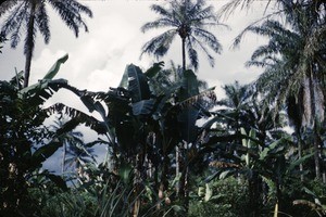 Banana palms and fan palms, Bankim, Adamaoua, Cameroon, 1953-1968