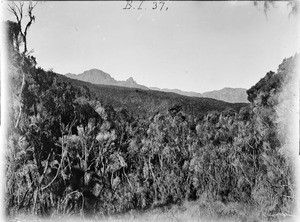 Mountain vegetation in front of mountain range, Tanzania, ca.1893-1920