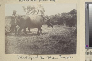 Treading out the corn, Punjab, ca.1888-1920