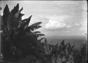 Wild banana trees, Lemana, Limpopo, South Africa, ca. 1906-1907