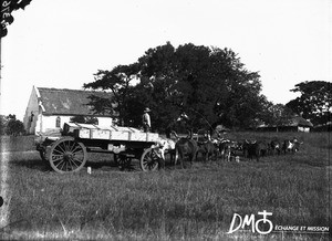 Ox-drawn wagon, Valdezia, South Africa, ca. 1896-1911