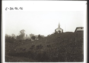 Church and mission house in Buea. Cattle grazing