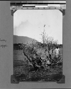 Desert rose, Nyasa, Tanzania, ca.1898-1914