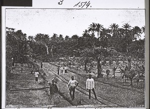 Cacaopflanzung in Kamerun