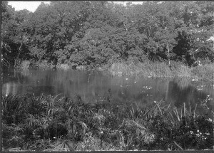 Reed lake, Tanzania, ca.1900-1914