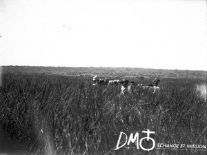 Group of people walking through tall grass, Mozambique, ca. 1896-1911