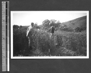 Experimental wheat plot at Fukien Christian University, Fuzhou, Fujian, China, ca.1946