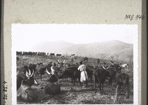 A Bororo getting ready to move on and saddling an ox