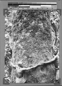 Two men embracing a tree, Upper Safwa, Tanzania, ca. 1898-1914