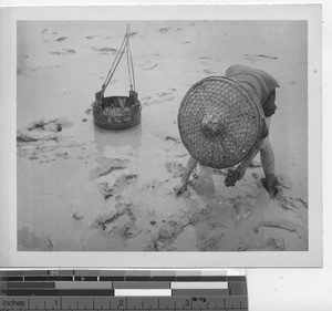 Transplanting rice plants at Dongzhen, China, 1949