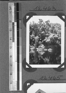 Ancient forest in the Tsitsikamma National Park, Tsitsikamma, South Africa, ca.1936-1937