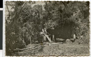 Logging in the forest near Ayra, Ethiopia, 1935