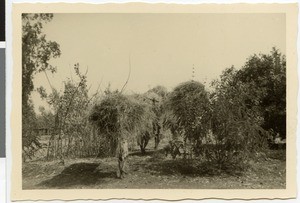 Carrying grass, Ayra, Ethiopia, ca.1951-1952