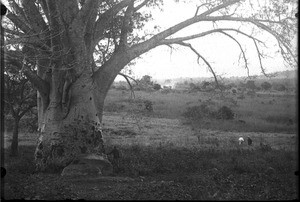 Baobab, Kouroulene, South Africa, ca. 1901-1907